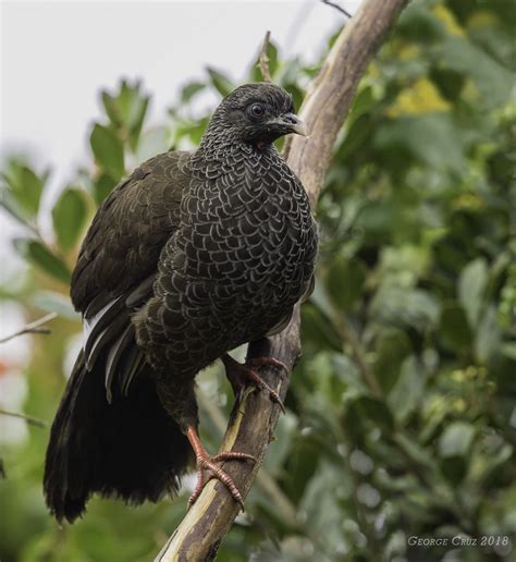 Andean Guan | Picture taken during the MAGIC BIRDING CIRCUIT… | Flickr