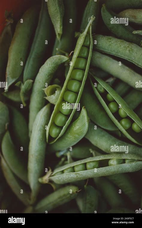 Open Pods Of Raw Green Peas Stock Photo Alamy