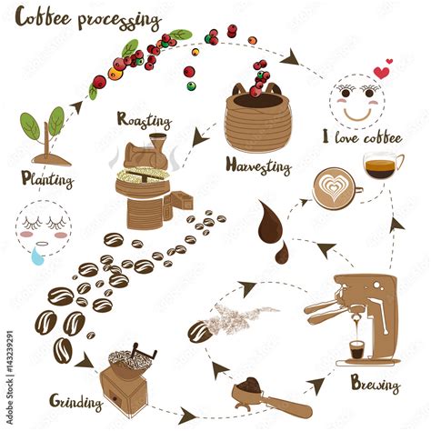 Coffee Processing Step By Step From Bean To Coffee Lover Stock