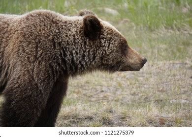 Grizzly Bear Profile