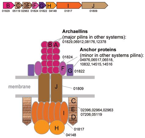 Frontiers Diversity And Evolution Of Type Iv Pili Systems In Archaea