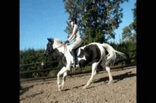 Horseback Riding Pony GIF - Find & Share on GIPHY