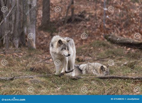 Pack of Timber Wolves stock image. Image of savage, lupus - 47548835