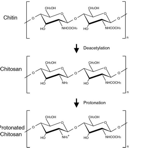 Molecular Structures Of Chitin Chitosan And Protonated Chitosan