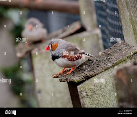 Zebra finch nest hi-res stock photography and images - Alamy