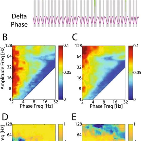 Spontaneous Lfp Phase Amplitude Coupling Before And After Eye Opening