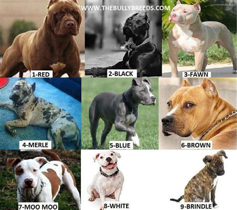 Different Colours Of Pitbulls Pitbull Colors Pitbull Lover Cute Animals