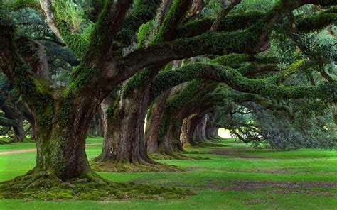 HD wallpaper: arboles, bosque, natutraleza, paisaje | Wallpaper Flare