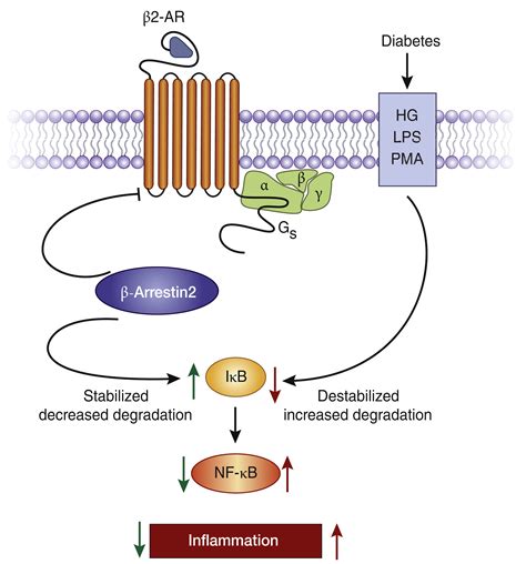 β2 Adrenergic Receptors In Inflammation And Vascular Complications Of