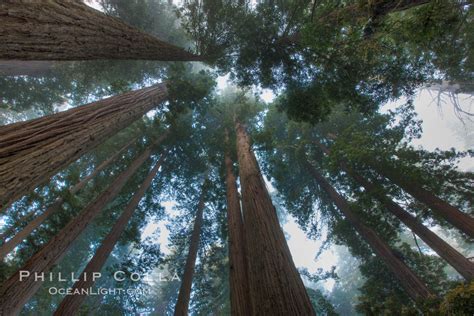 Coast Redwood Tree, Sequoia sempervirens – Natural History Photography Blog