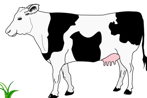 Black and white cow. Clip Art Image - ClipSafari