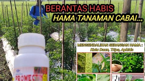 Insektisida Ampuh Berantas Hama Kutu Daun Tripa Aphids Youtube