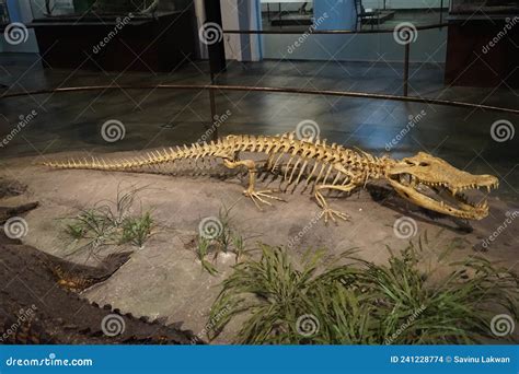 Ein Skelett Eines Krokodils In Einem Museum Stockfoto Bild Von