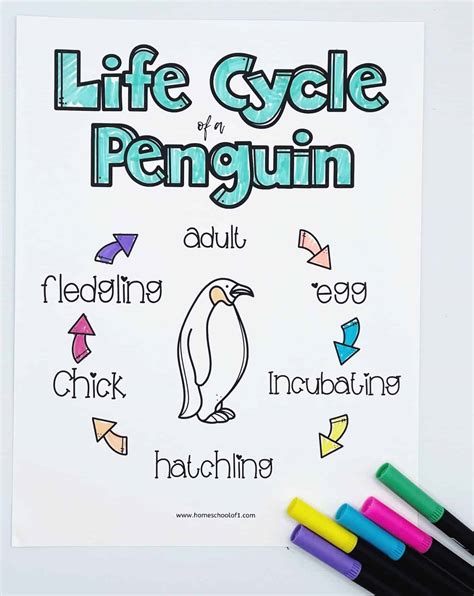 Free Life Cycle Of A Penguin Worksheets Homeschool Of