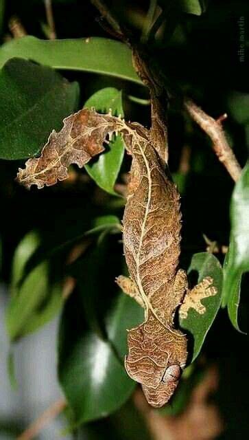 Pin By Juan De La Cruz Gomez On Naturaleza Satanic Leaf Tailed