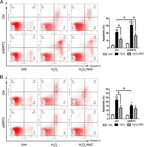 Effects Of Sirt Overexpression And Silencing On Apoptosis After The