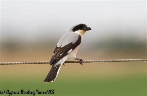 Lesser Grey Shrike Cyprus Birding Tours