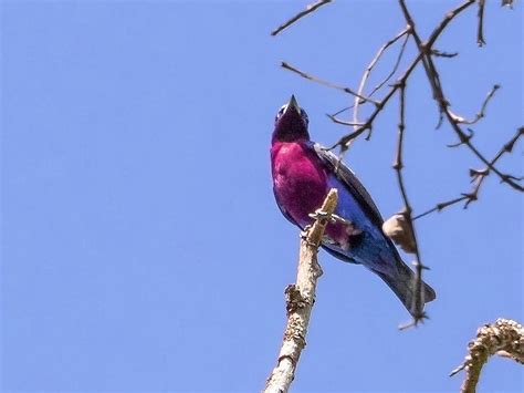 Rare Purple Birds