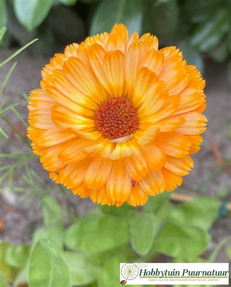 Goudsbloem Orange Flash Calendula Officinalis Orange Flash Zaden