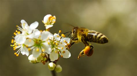 Abeja Y Avispa ¿cuáles Son Sus Diferencias Maes Honey