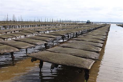 Lège Cap Ferret les enjeux multiples de la presquîle aux tables