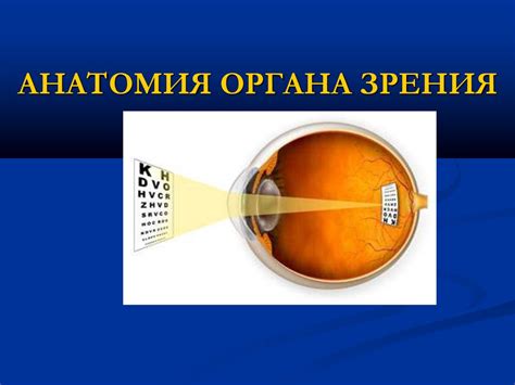 Анатомия органа зрения - презентация онлайн