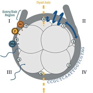 Representation of a nucleosome core particle (NCP) showing the histone ...