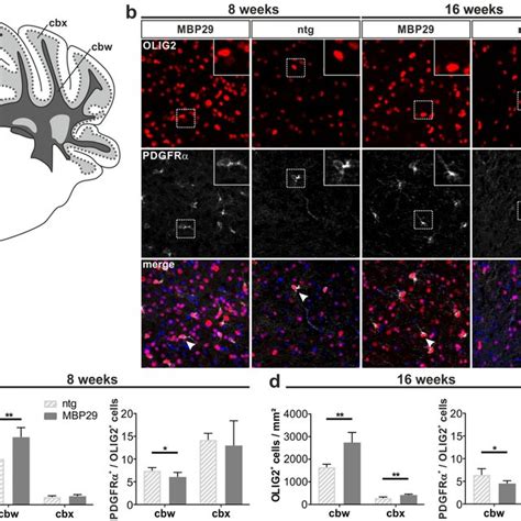 Increased Number Of Olig Oligodendrocytes In And Week Old