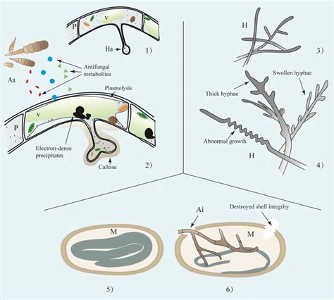 Mechanism Underlying Endophytic Fungi Suppression Of Pathogens In Host