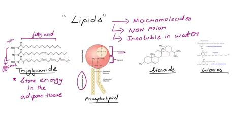 SOLVED: Differentiate Triglycerides, phospholipids, steroids, and waxes ...