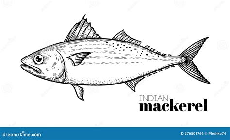 Hand Drawn Sketch Style Indian Mackerel Fish Restaurant Menu Element