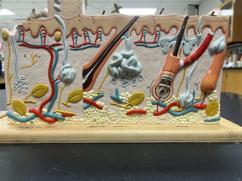 Integumentary System Identification Flashcards Quizlet