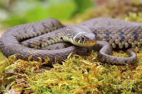 Grass Snake Photograph By Heath Mcdonaldscience Photo Library Pixels