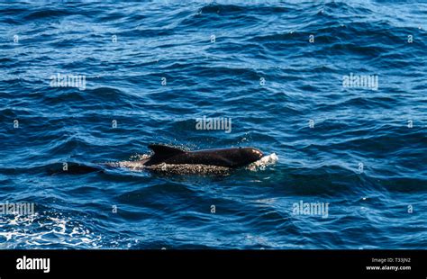 A Group Of Long Finned Pilot Whales Globicephala Melas Swimming In