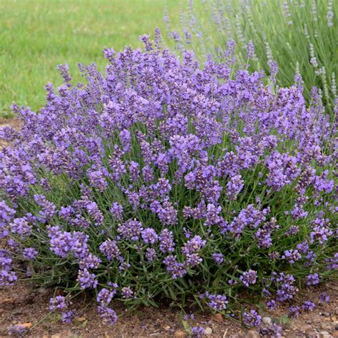 Lavandula Angustifolia Essence Purple Lavender From Pleasant Run Nursery