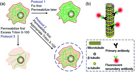 Fixation And Permeabilization