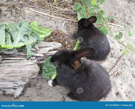 Bright Looking Adorable Black Baby Bunny Rabbits Canada Autumn 2018