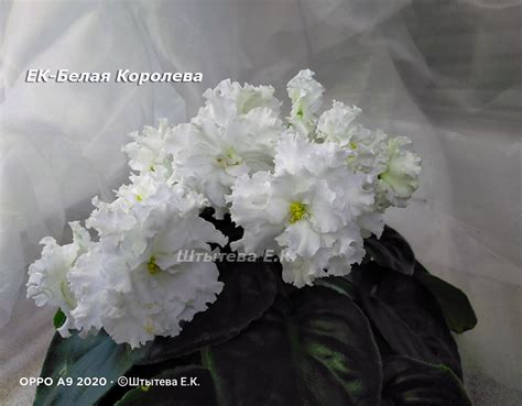Фиалка ЕК-Белая Королева