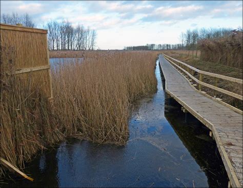 Wild And Wonderful Rspb Lakenheath Fen Crane Sighting