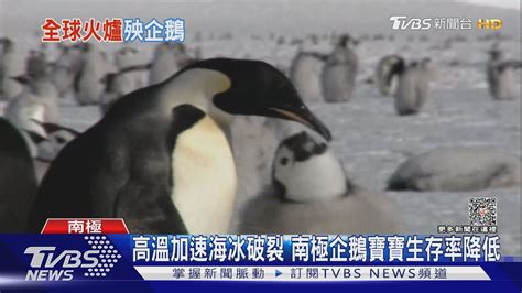 法國又高溫又來暴風 全球高溫影響南極企鵝繁殖｜tvbs新聞 Tvbsnews01 Youtube