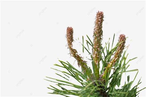 A Glimpse Of A Lush Green Pine Tree Forest Garden Holiday Png