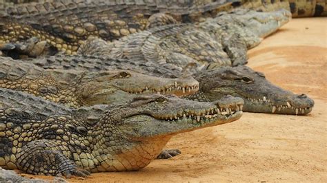 Nile Crocodile Invasion of Florida: Everything You Need to Know