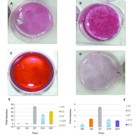 Pdf Isolation Of Dental Pulp Stem Cells From A Single Donor And