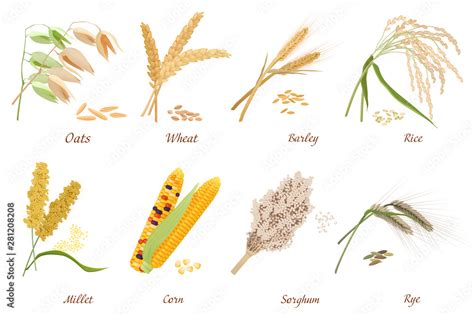 Cereals Stems Flat Vector Illustrations Set Wheat Barley Rye Ears