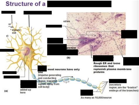 Structure Of A Typical Motor Neuron Diagram Quizlet Porn Sex Picture