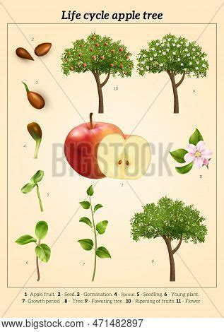 Apple Tree Life Cycle Vector & Photo (Free Trial) | Bigstock