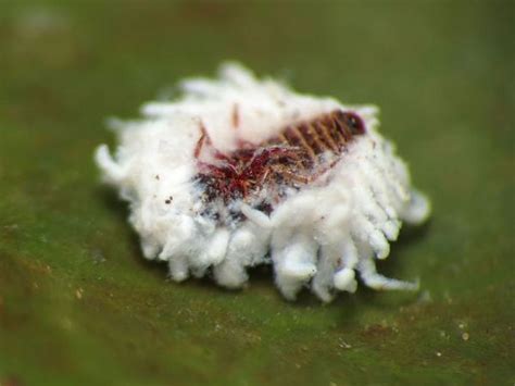 Como Eliminar La Cochinilla Blanca De Mis Plantas Store Dakora Co