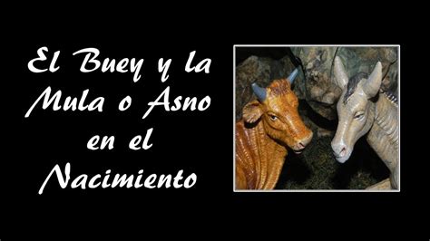 Significado Del Buey Y La Mula En El Nacimiento YouTube