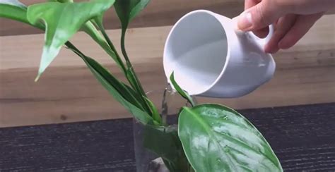 How To Propagate Peace Lily In The Water