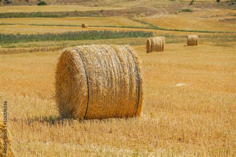 Alpaca Paca Cil Ndrica Gigante O Rotopaca En Europa La Paca M S